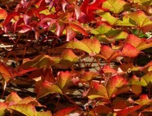 red leafs thumbnail