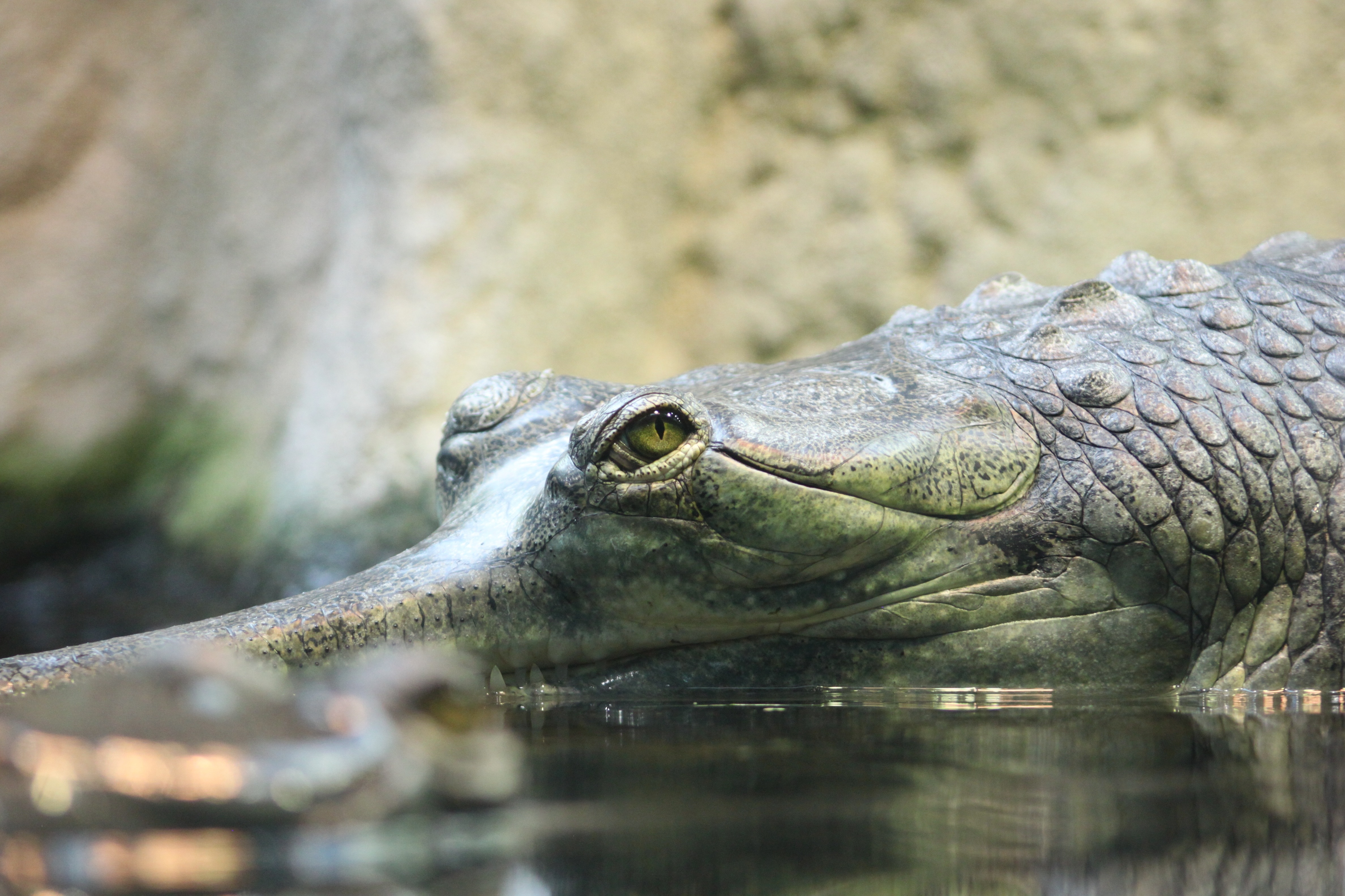 gray crocodile