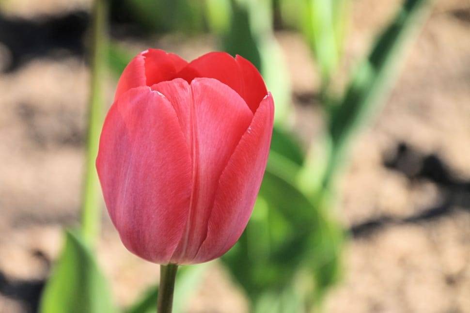 pink tulip preview