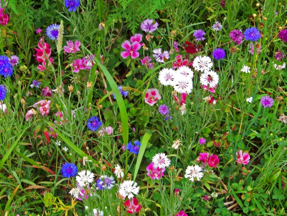 assorted color flowers preview