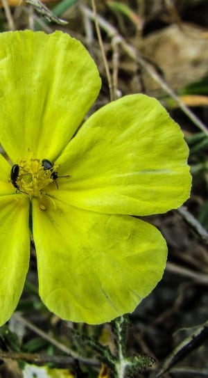 2 black kiss beetle perched on yellow 5 petal flower thumbnail