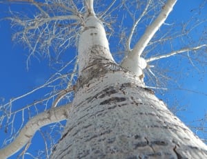 white trunk bare tree thumbnail