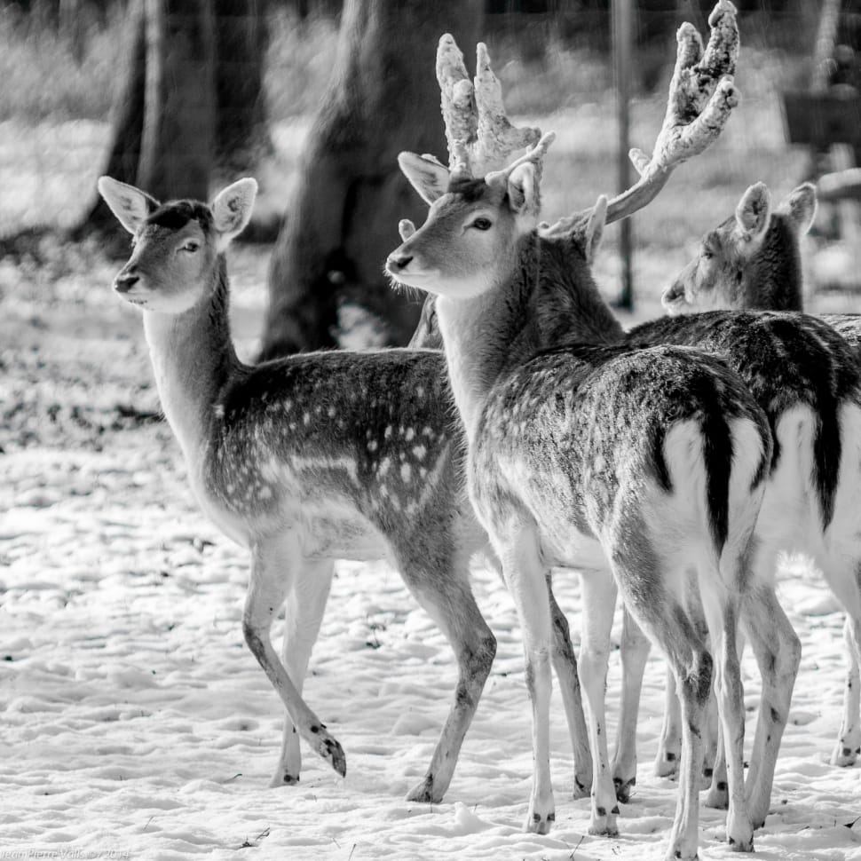 grayscale photography of deer preview