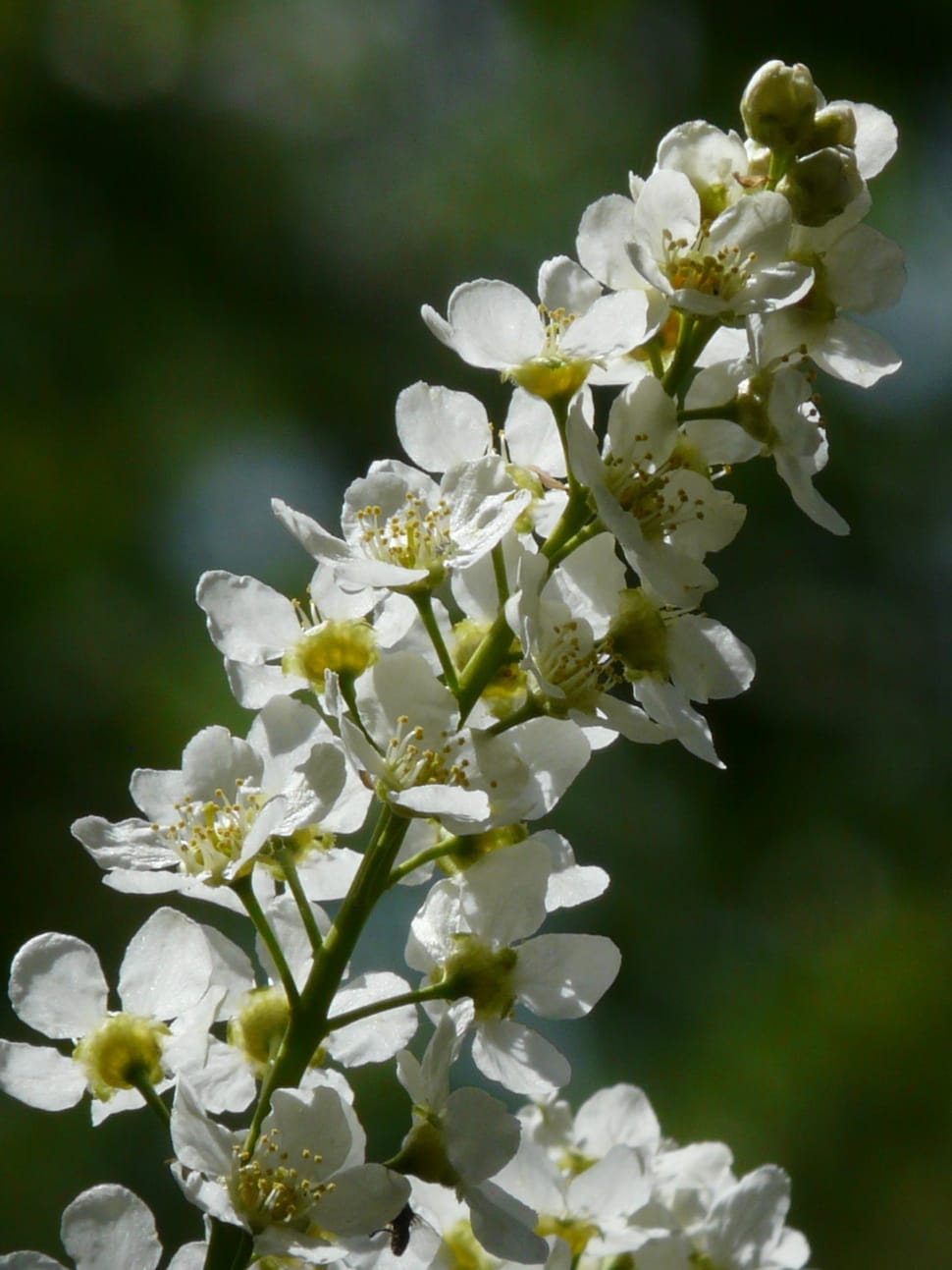 white flowers preview
