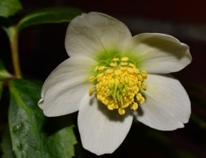 white and yellow flower thumbnail