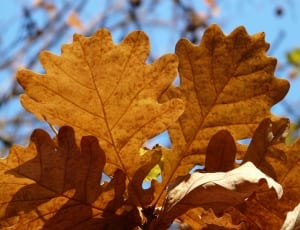 brown leaves in close-up photography thumbnail