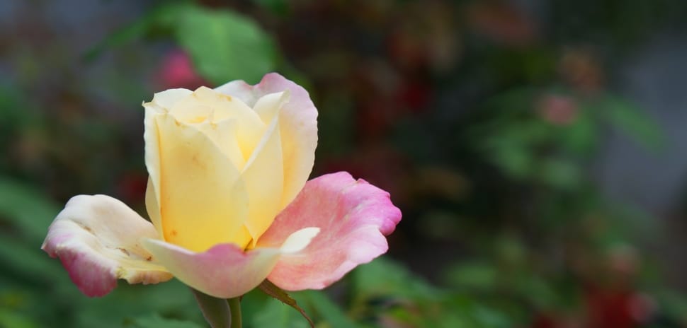 pink and yellow roses preview