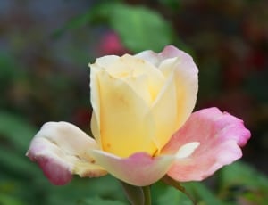 pink and yellow roses thumbnail