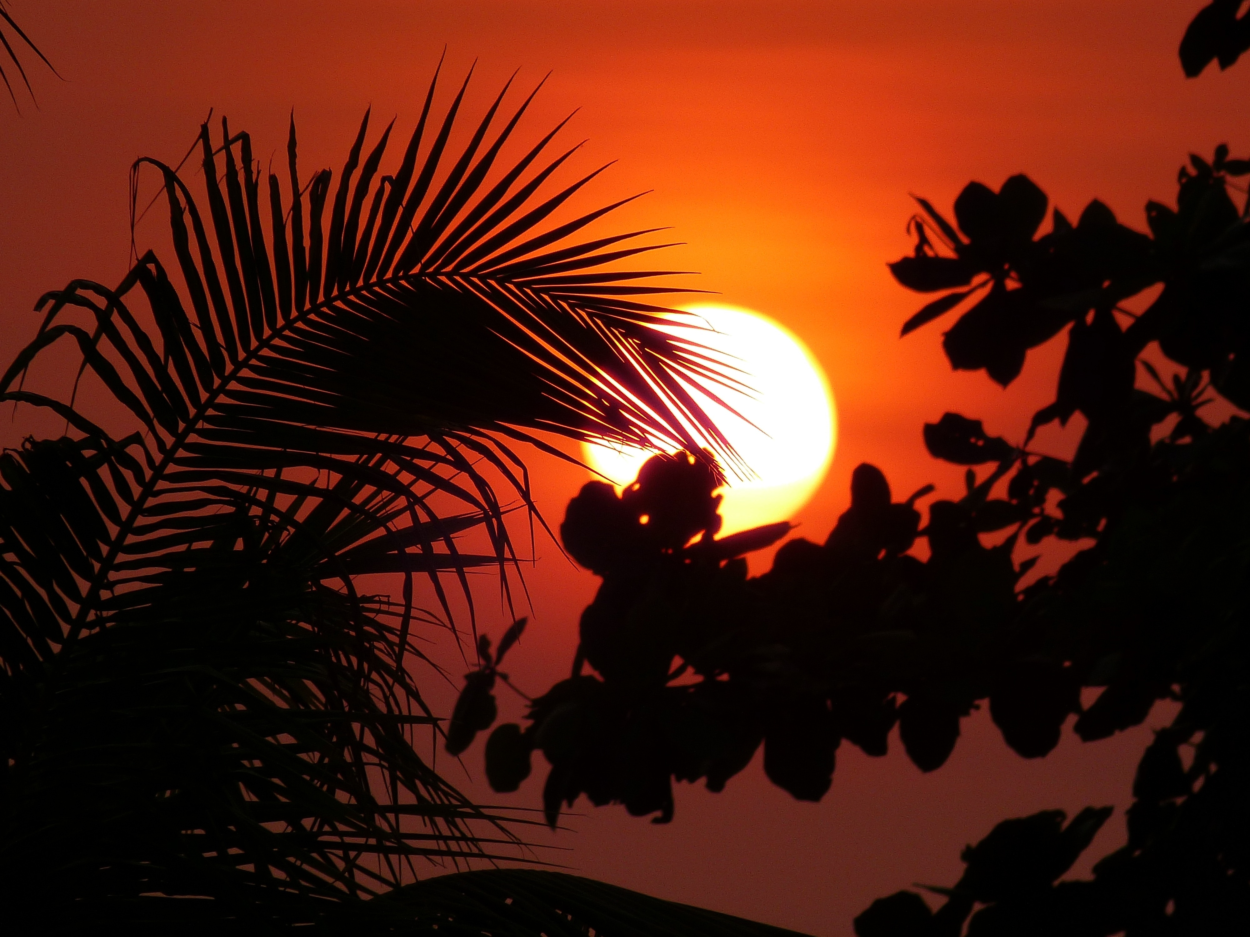 silhouette of tree during sunset