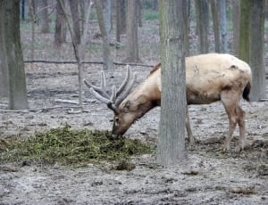 brown reindeer eating grass thumbnail