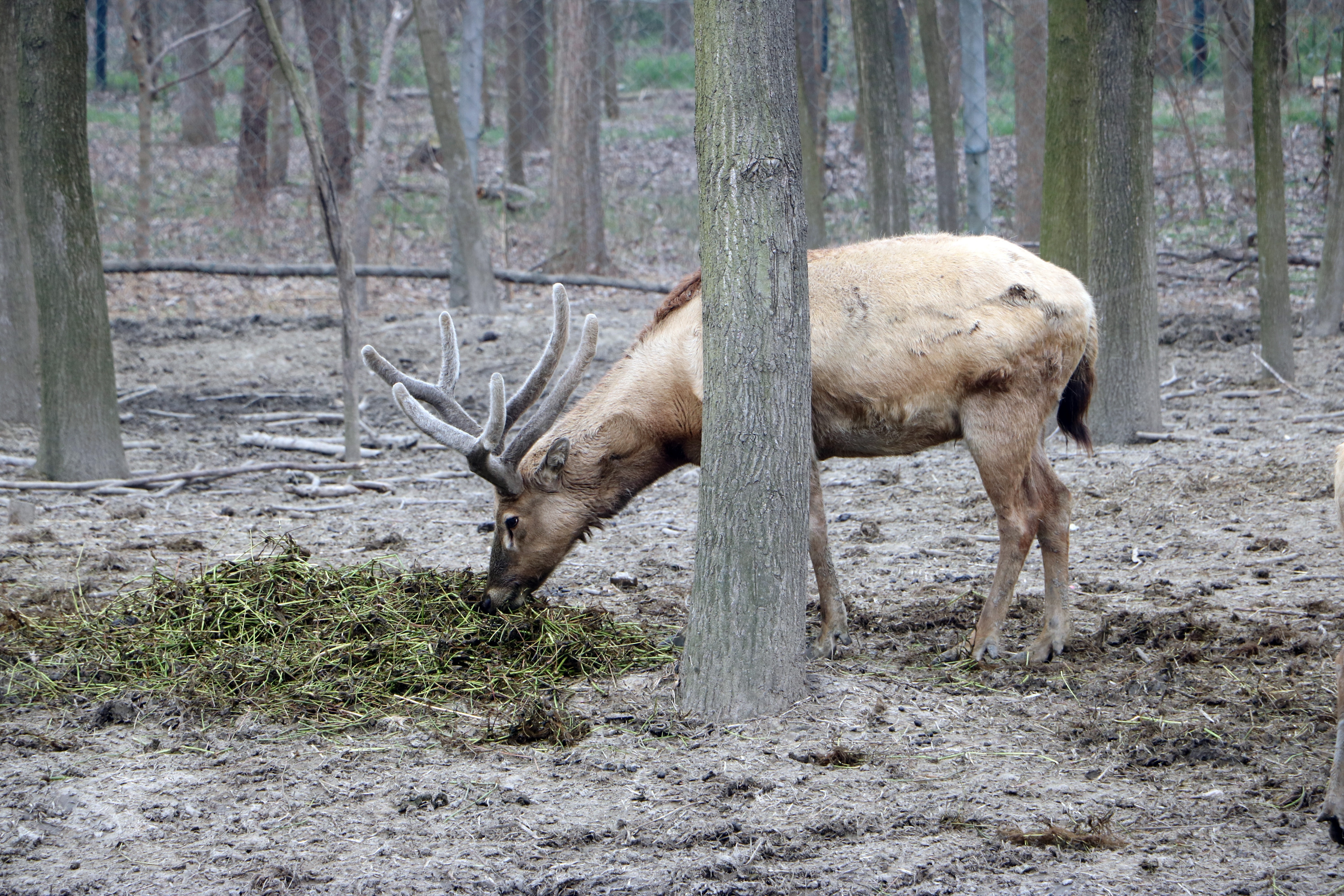 brown reindeer eating grass