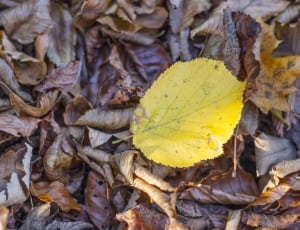 yellow and brown dry leafs thumbnail