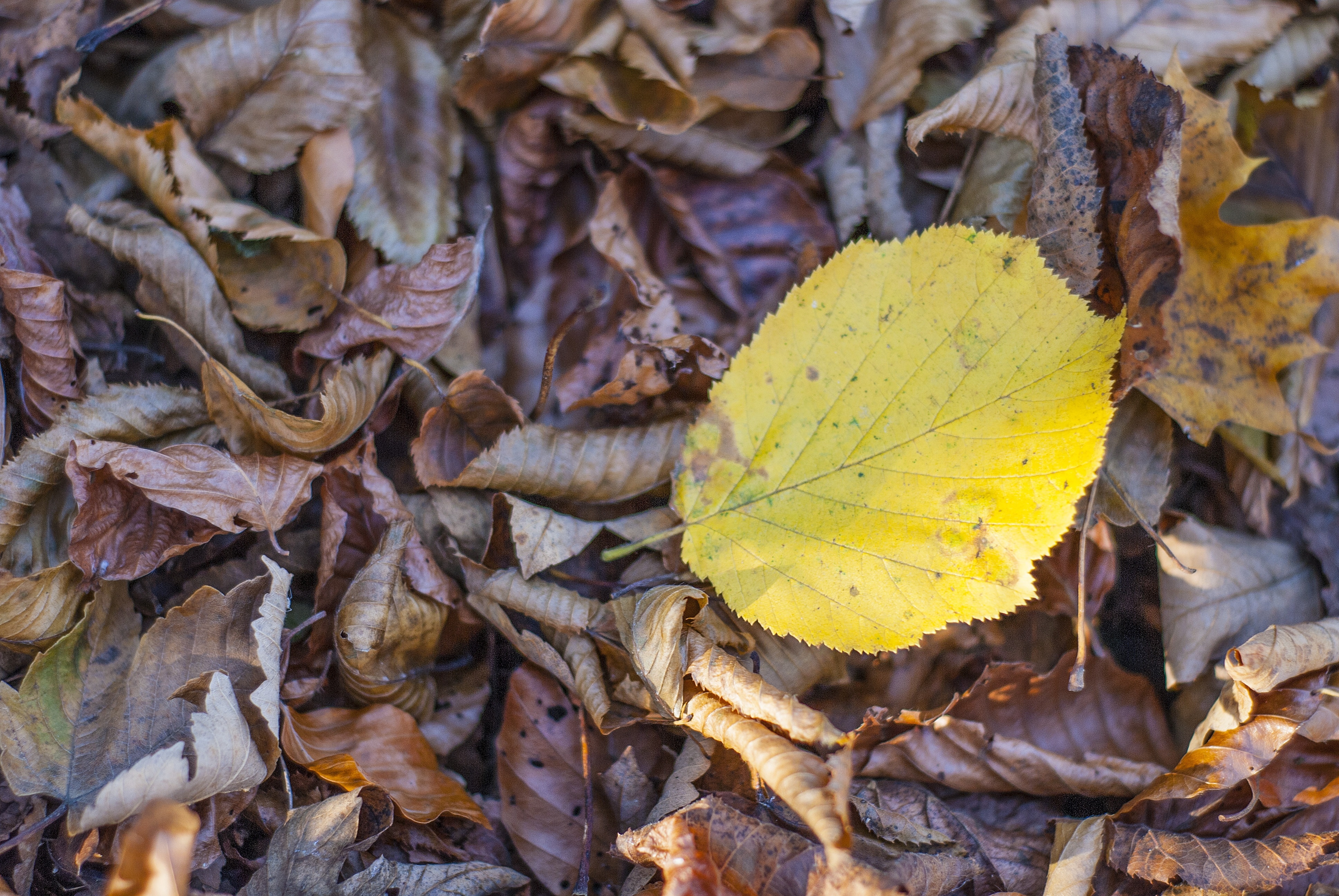 yellow and brown dry leafs