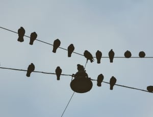 flock of silhouette birds thumbnail
