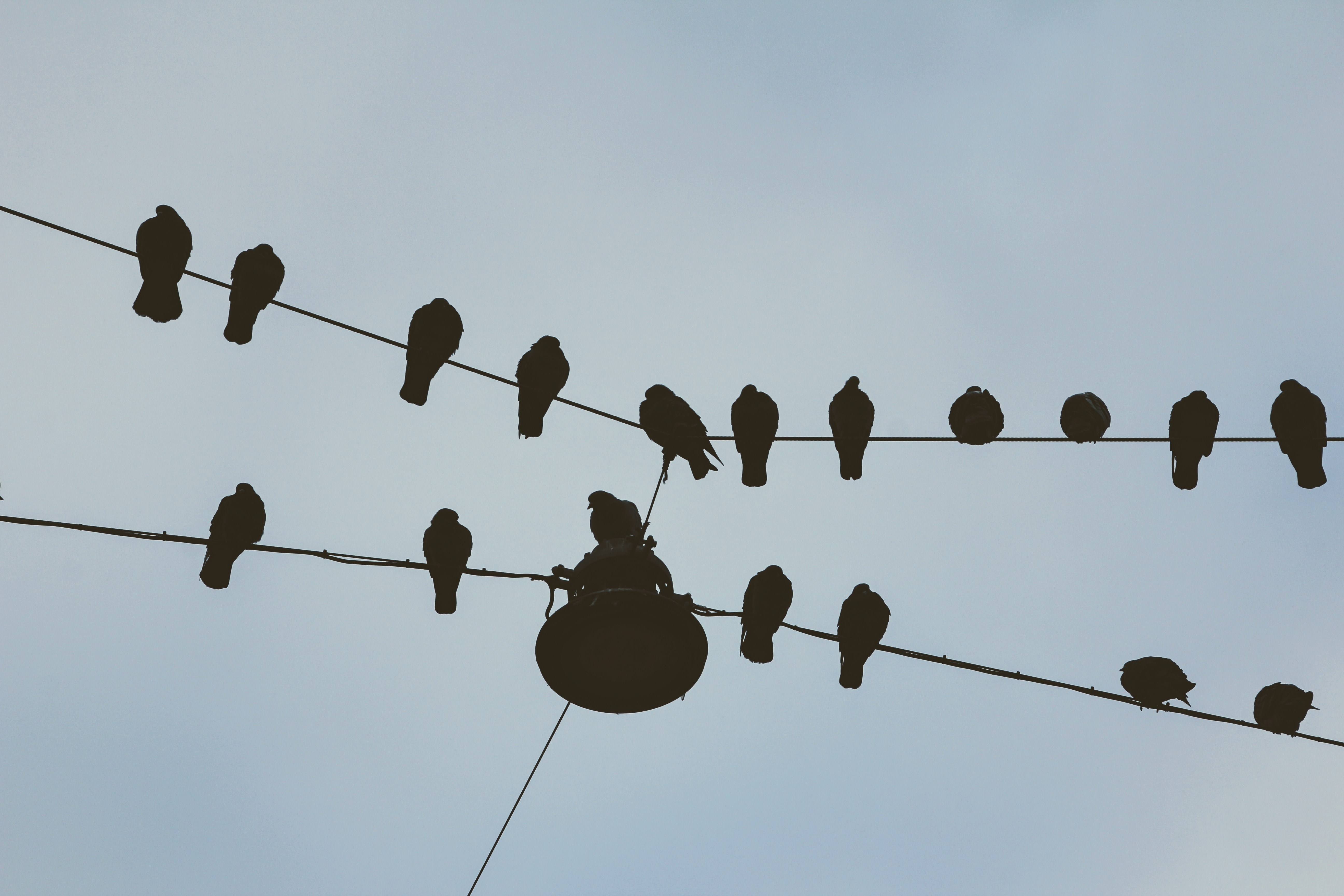 flock of silhouette birds