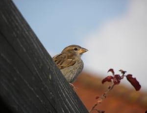 brown and grey sparrow thumbnail