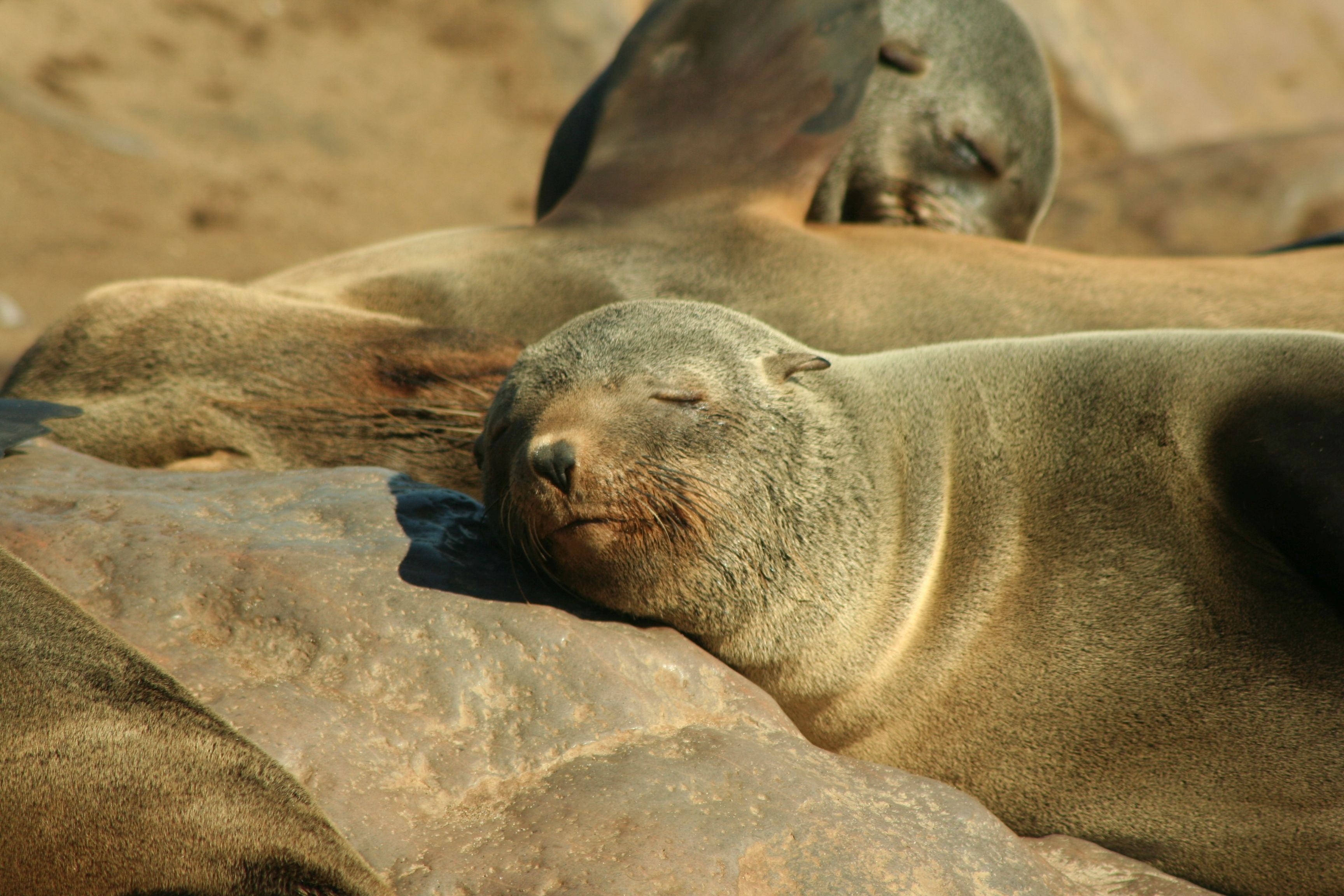 gray coated seal
