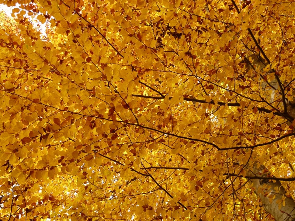 yellow maple leaves preview