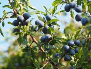 bundle blueberries thumbnail