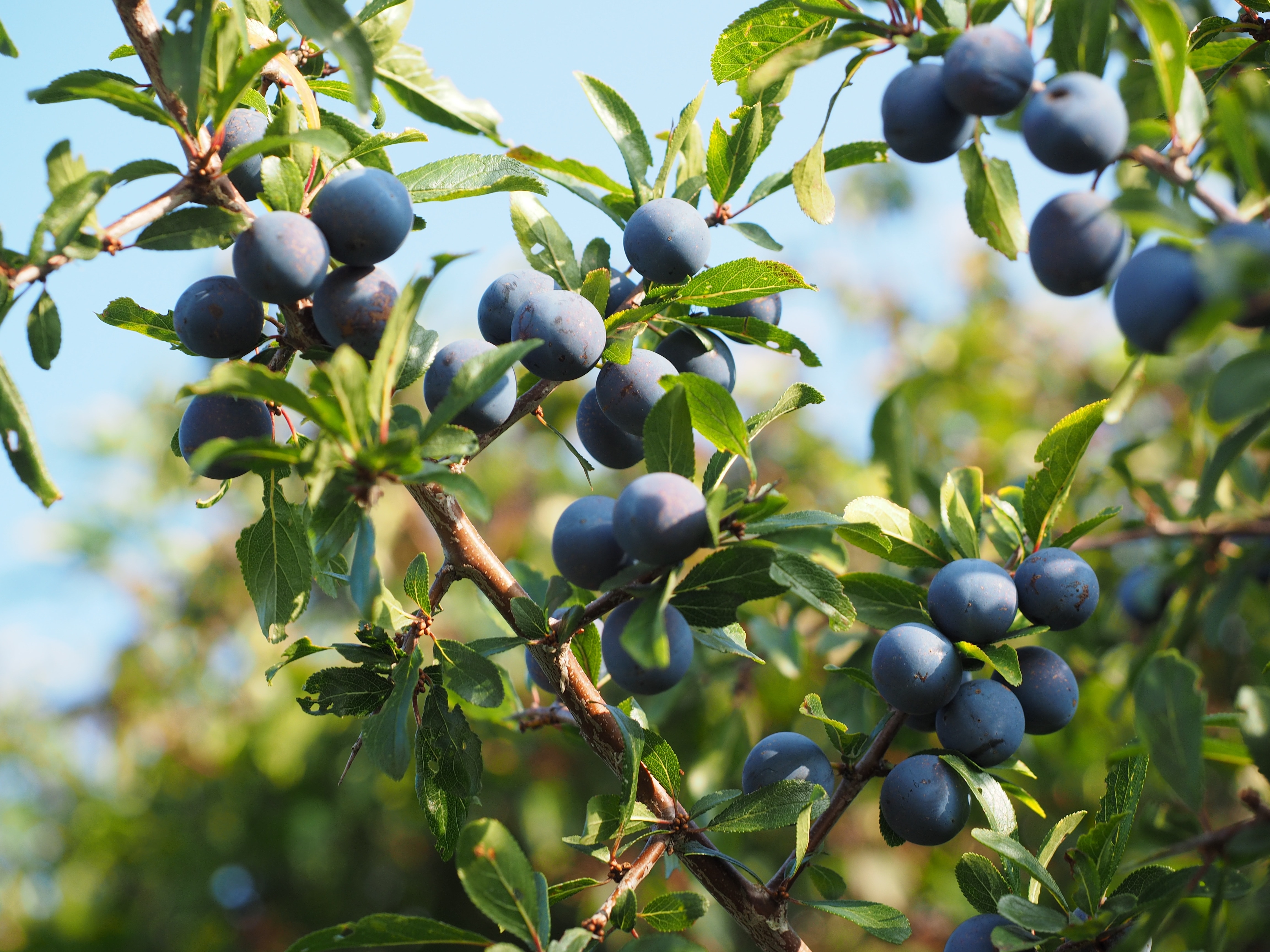 bundle blueberries