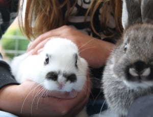 two white gray and black rabbit thumbnail