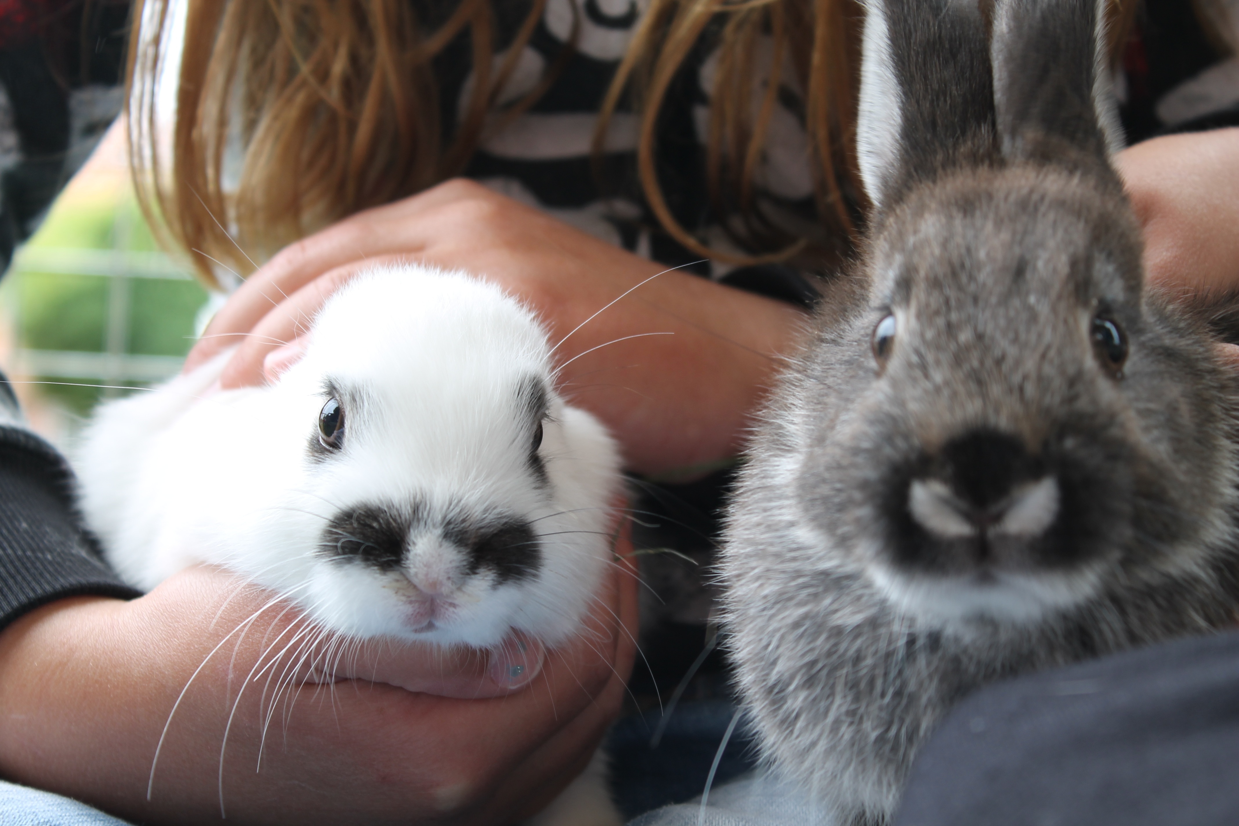 two white gray and black rabbit