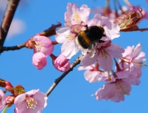 black and brown bee on pink flowers thumbnail