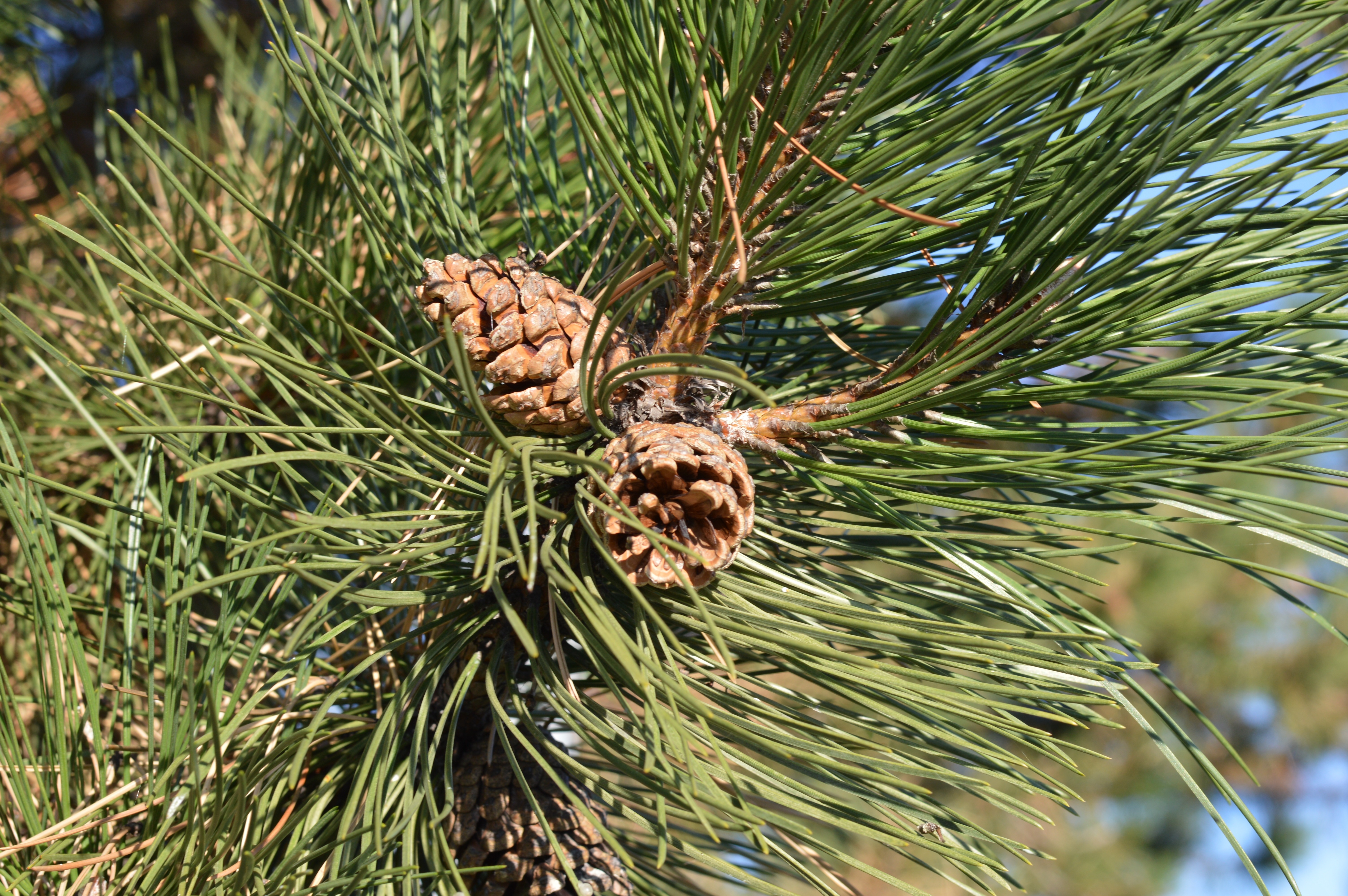 Хвойные сосновые. Pinus Sylvestris шишки. Сосна Пицундская шишки. Сосна обыкновенная Пиния. Пицундская сосна иголки.