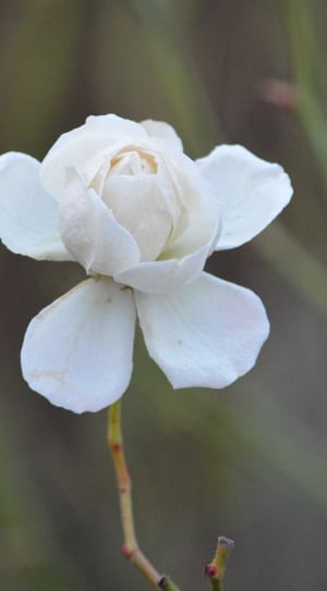 white floral thumbnail