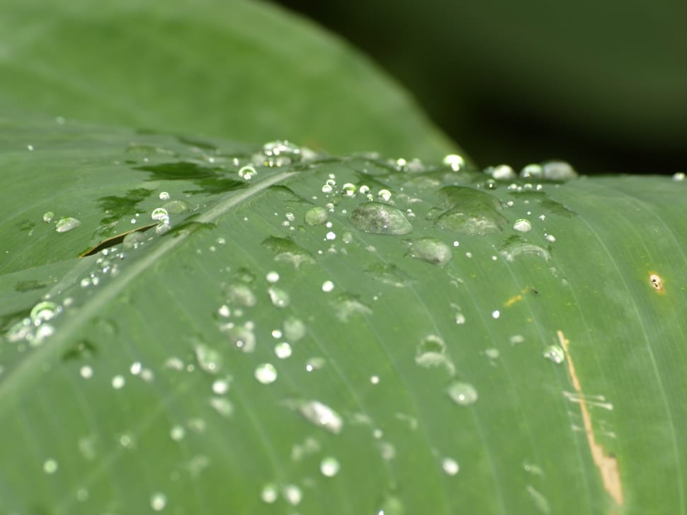 water droplet on green leaf preview