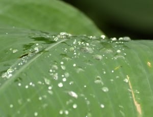 water droplet on green leaf thumbnail