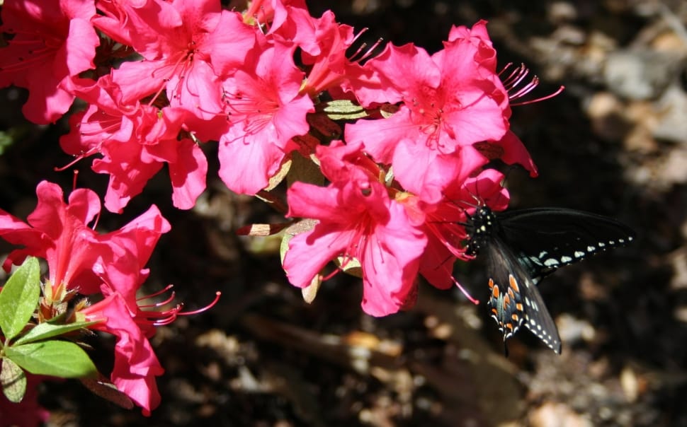 red azalea preview