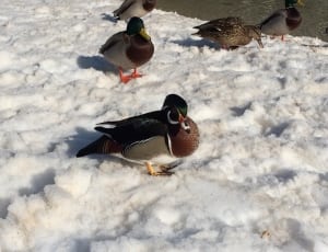 5 mallard ducks thumbnail