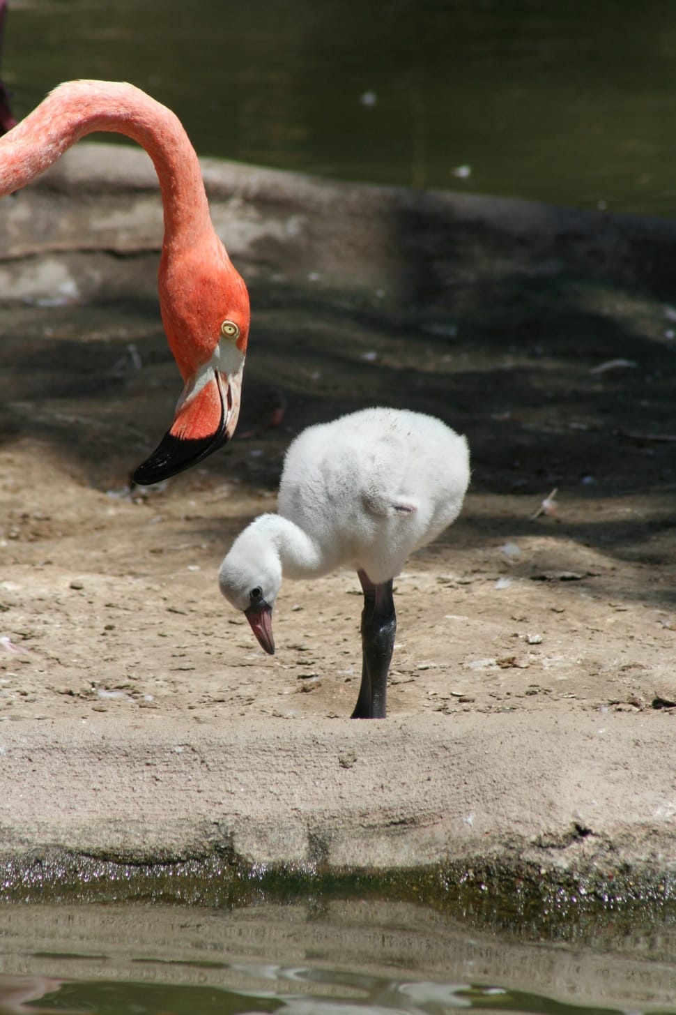 flamingo and little flamingo bird preview