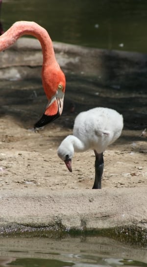 flamingo and little flamingo bird thumbnail