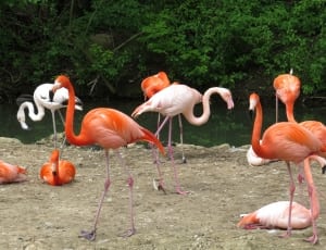 orange and white group pf flamingo thumbnail