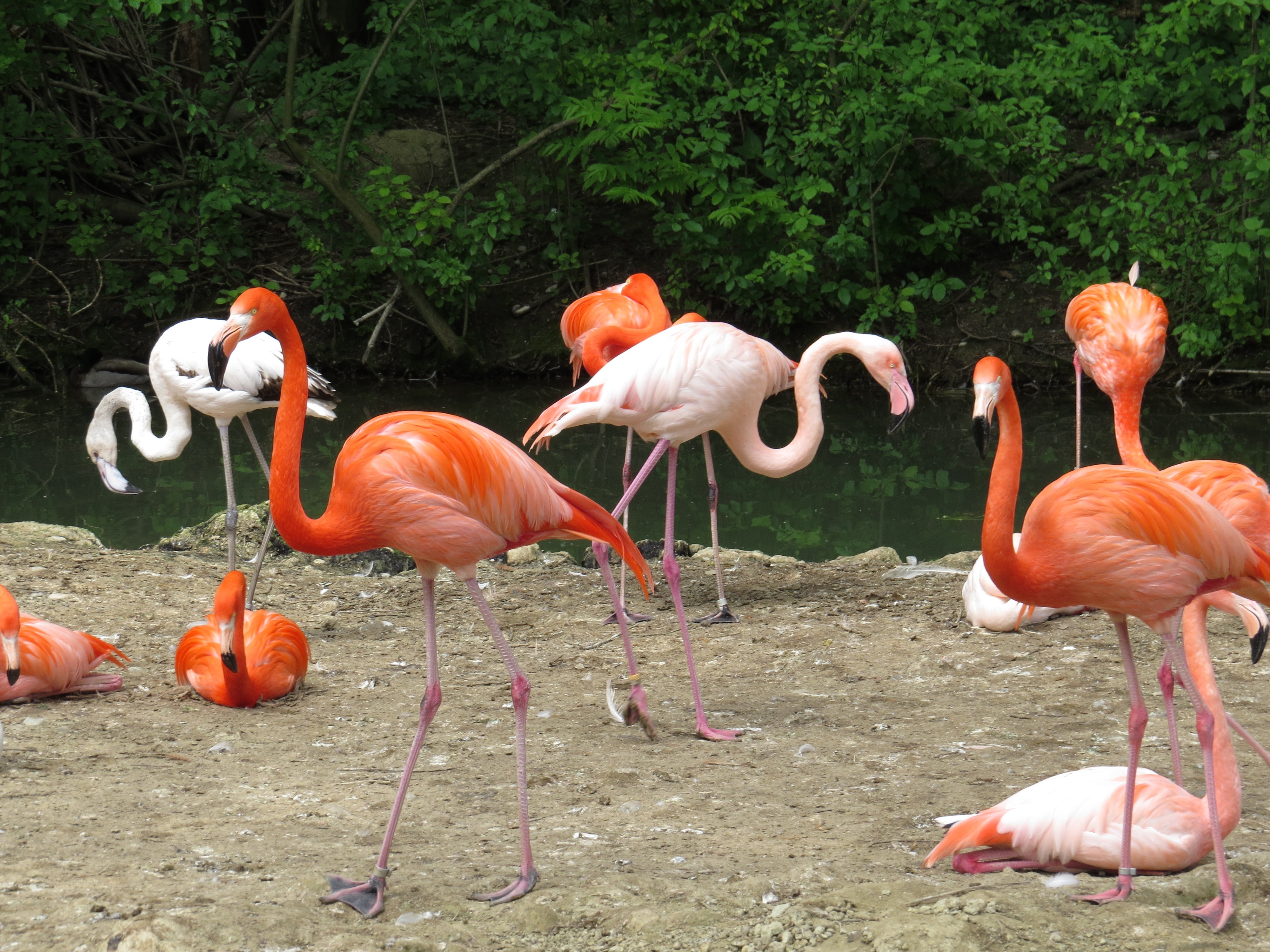 orange and white group pf flamingo
