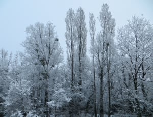 white forest trees thumbnail