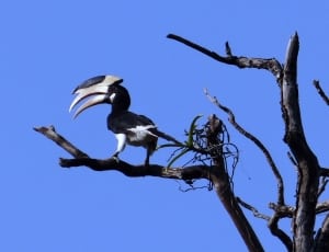 black and gray bird on tree branch during daytime thumbnail