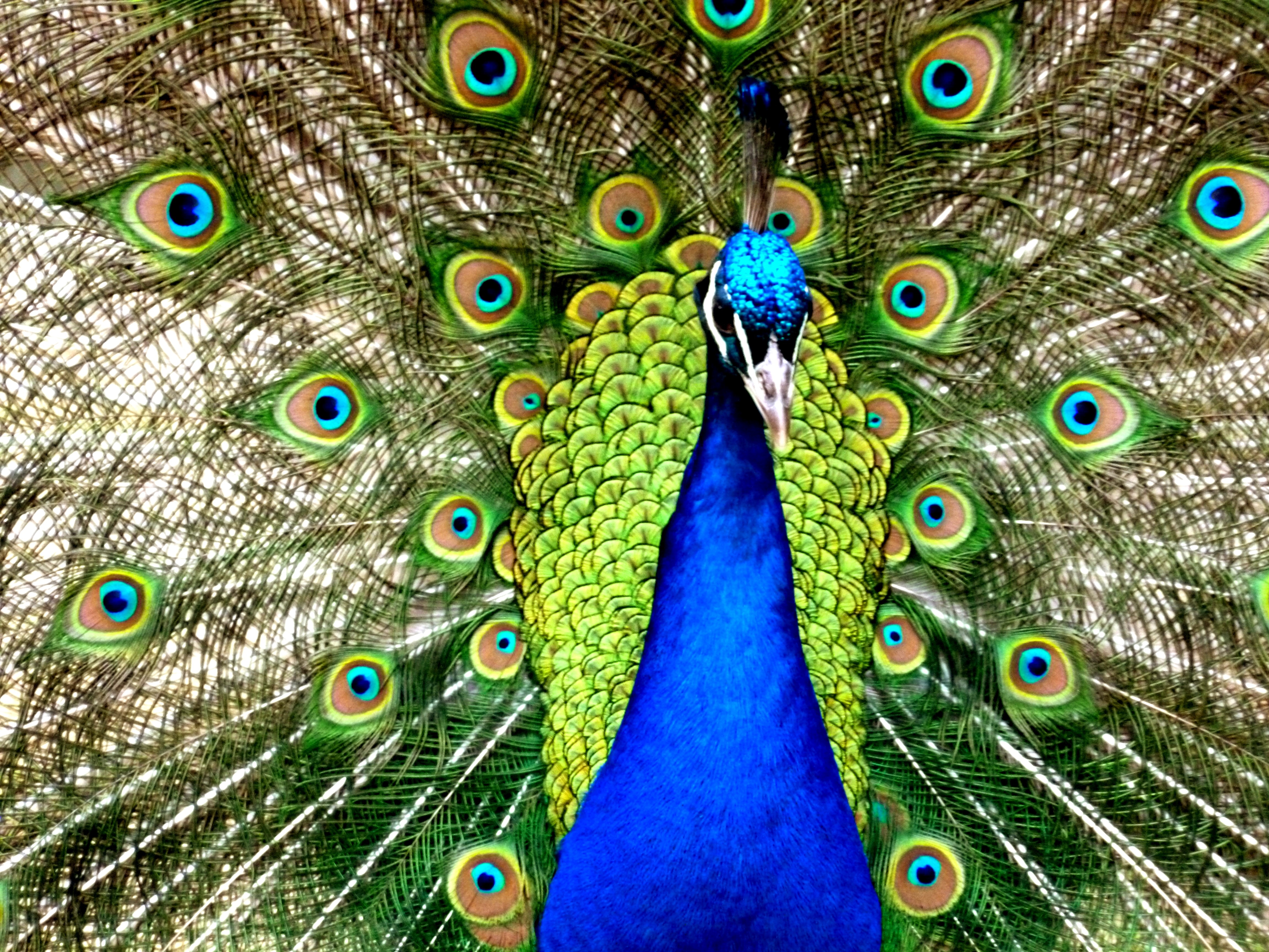 blue green and brown peacock painting