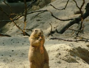 brown beaver on white sand eating during daytime thumbnail