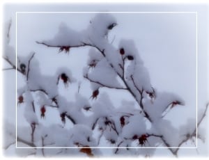 bare tree covered by snow thumbnail