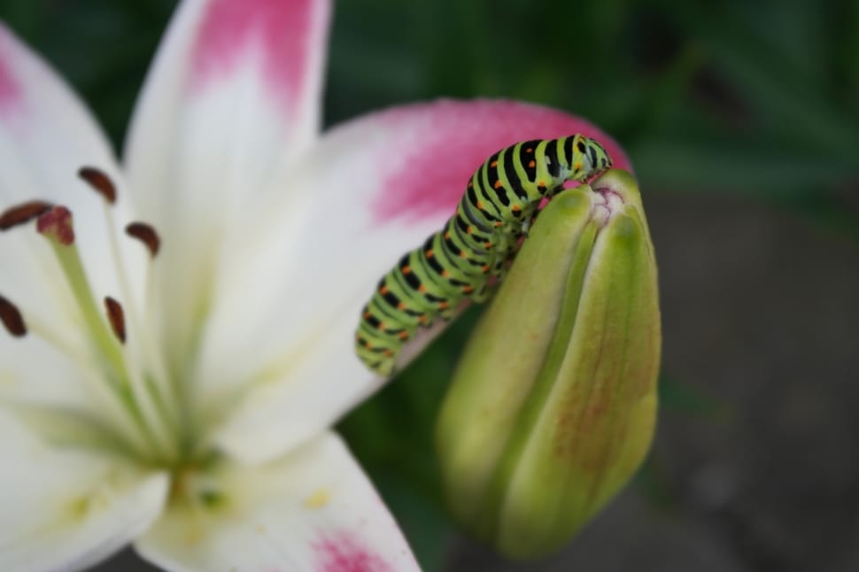 common tiger butterfy caterpillar on green flower macro photography preview