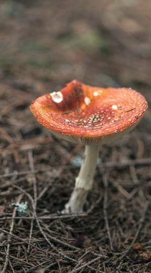 brown and white white mushroom thumbnail