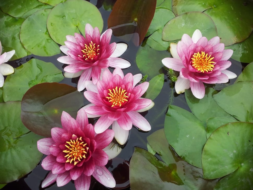 white and purple water lily flower preview