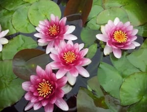 white and purple water lily flower thumbnail