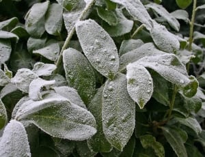 green plant with snow thumbnail