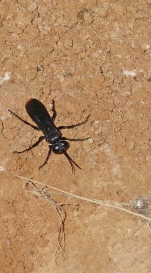 black jewel wasp on brown soil thumbnail