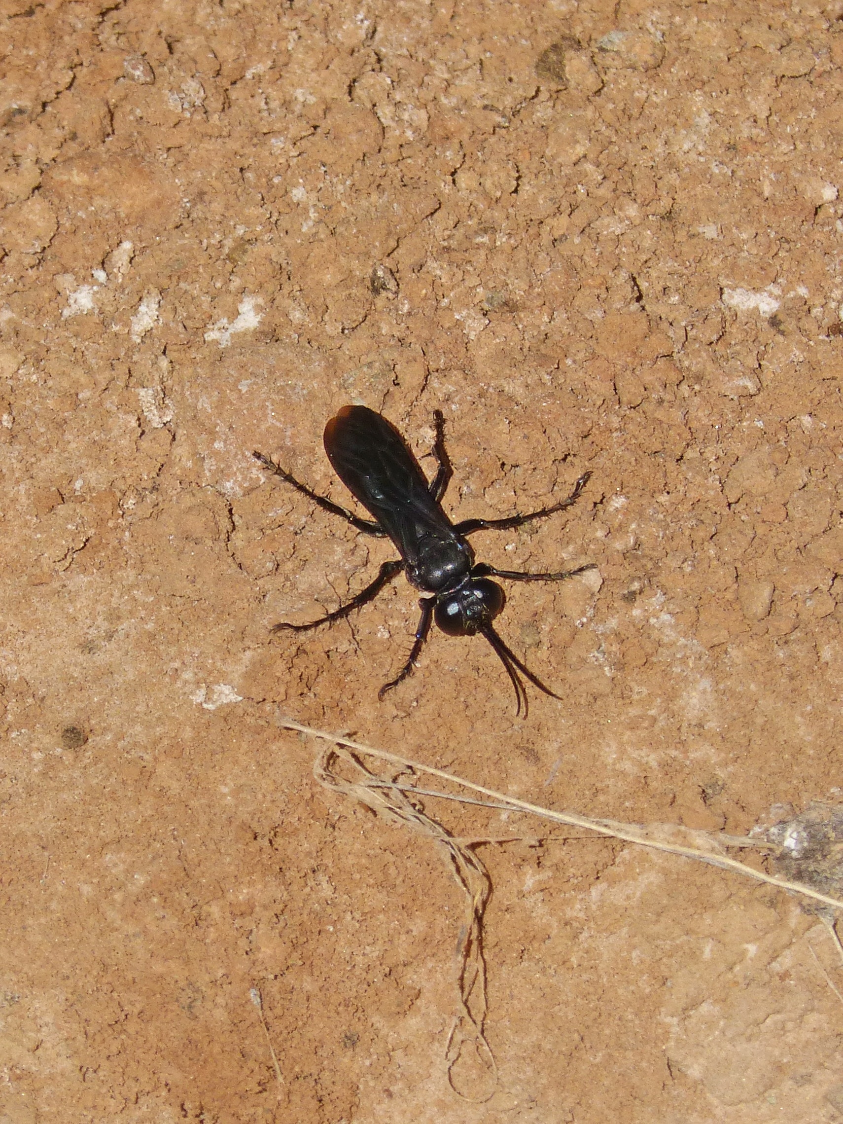 black jewel wasp on brown soil