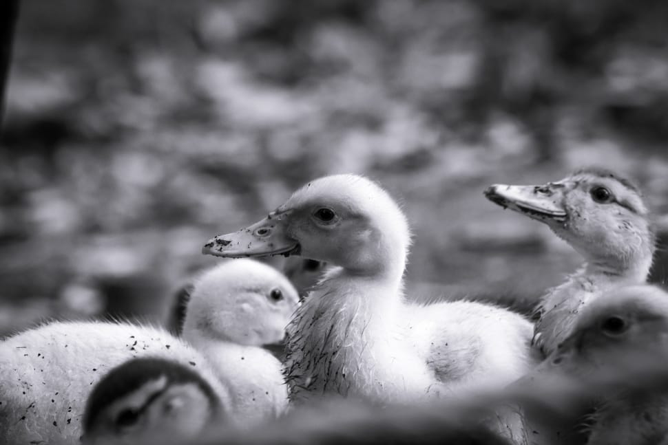 ducklings grayscale photo preview